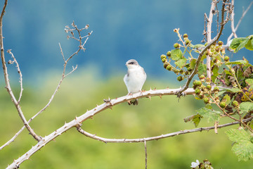 one beautiful young swallow with white feather resting on the spiky tree branch with blurry green background