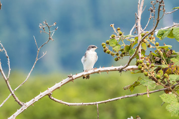 one beautiful young swallow with white feather resting on the spiky tree branch with blurry green background