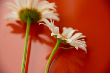 natural background. two daisies lie on a reflective orange surface. picked flowers at home.