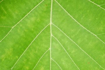 green leaves texture background, nature leaf texture