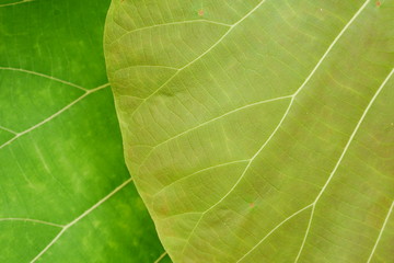 green leaves texture background, nature leaf texture