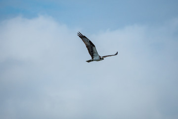 Fototapeta na wymiar one osprey fly above the cloudy on an over cast day