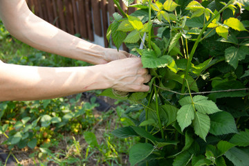 Fototapeta na wymiar Hands tied raspberry bushes. Work in the garden. Care for shrubs in the garden.