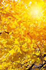 close up of autumn colorful leaves as a background.