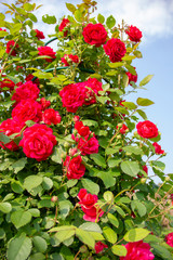 Red roses on a bush. layout for postcards