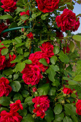 Red roses on a bush. layout for postcards