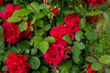 Red roses on a bush. layout for postcards