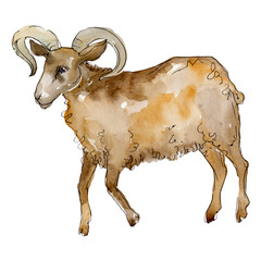 Ram farm animal isolated. Watercolor background illustration set. Isolated ram illustration element.