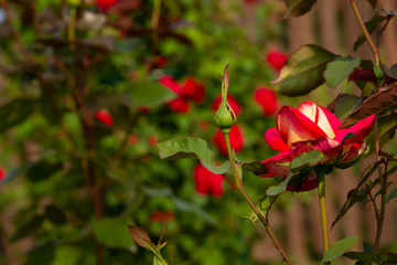 Red roses on a bush. layout for postcards
