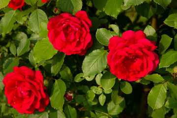 Red roses on a bush. layout for postcards