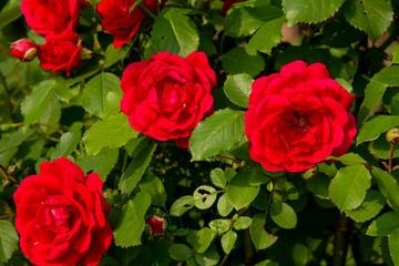 Red roses on a bush. layout for postcards