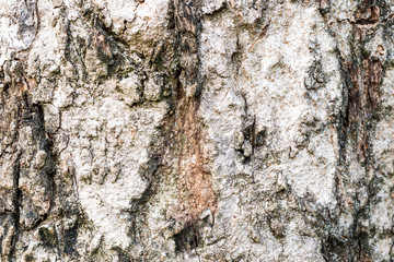 texture of tree bark for background