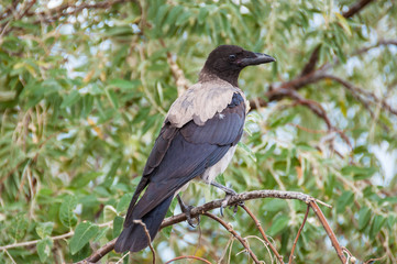Hooded crow genus Corvus cornix sitting on the branch of a tree