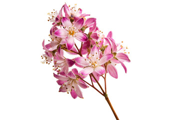 deutzia scabra isolated