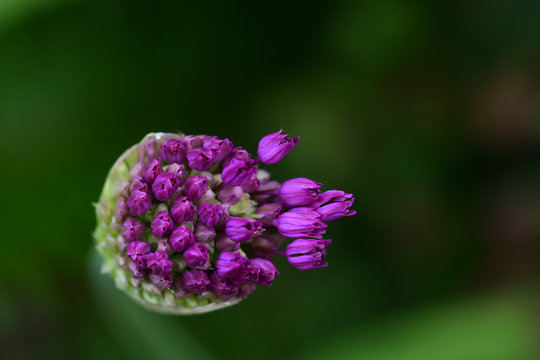 Macro of a Purple Allium about to Bloom