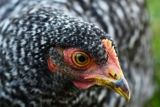 Close Up of a Barred Rock Pullet