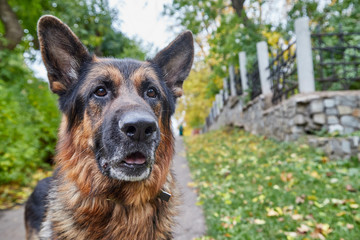 Dog German Shepherd in a city in a day