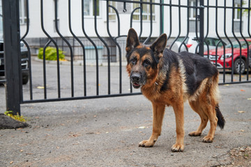 Dog German Shepherd in a city in a day