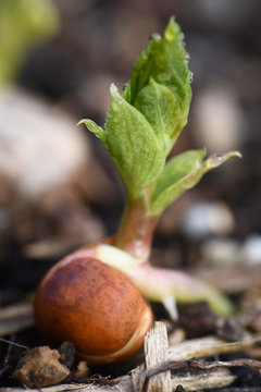 Macro of a Cover Crop Seedling Sprouting