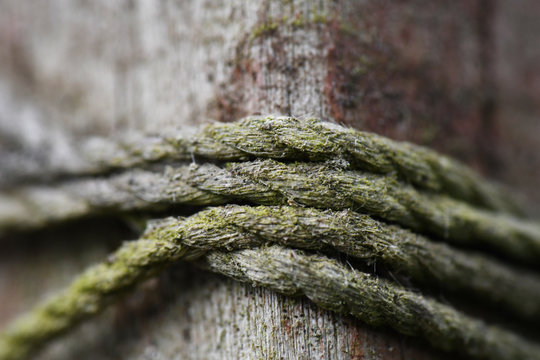 Mossy Twine on a Fence Post