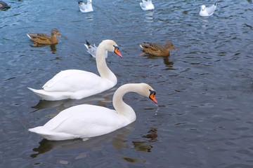 River with beautiful white swans and ducks in the water