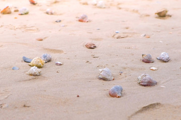 Sandy beach with shells and a conch shell