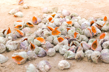Many beautiful shells of rapan in the sand on the black sea coast