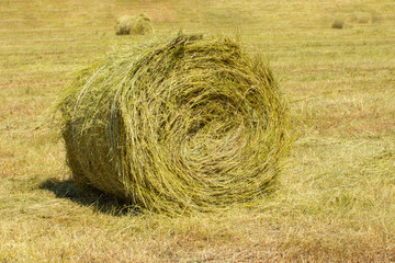 Yellow haystack twisted in a roll on an agricultural field. Harvesting straw in large round reel.