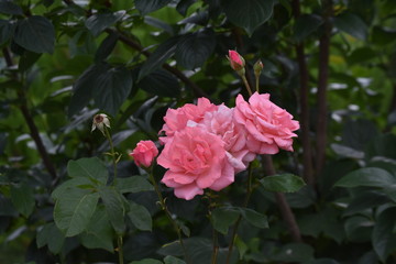 flowers in the garden