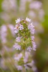 Wild thyme, stem blooming with small purple flowers close-up. Thymus marschallianus in nature, aromatic spice
