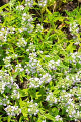 Fototapeta premium Flowering wild thyme, top view. Small blue flowers. Medical edible aromatic herb spice