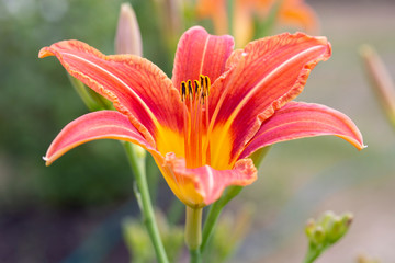 Garden daylily blooms with orange flowers, closeup. Flowering daylily