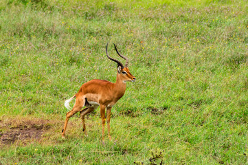 Male Impala in Nairobi