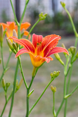 The daylily blooms on long thin green stems.