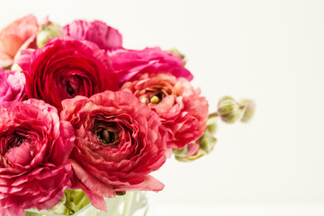 Pink ranunculus (buttercup) on white background