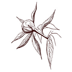 ink peony bud. Engraved peony flower in vintage style. Floral branch line sketch.Highly detailed hand drawn peony. monochrome contour of bud, stem, leaves of peony. Botanical illustration