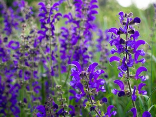 Obraz premium Beautiful purple Salvia pratensis blooms in the meadow.