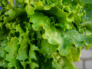 Fresh leaves of lettuce with drops of water.