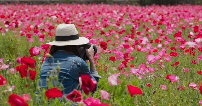 Woman take photo on camera inside poppy flower garden