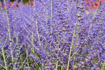 Beautiful lavender flowers bloom in the garden in summer, lavender background, perfumery. Bushes of lavender purple flowers