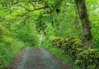 Narrow country laneway with rocky wall - Wales