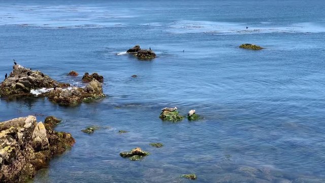 Cute harbor seal perched on top of a rock in Monterey Bay, California.