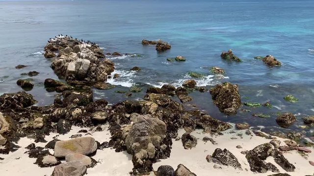 Cute harbor seals perched on top of a rock in Monterey Bay, California.