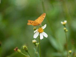 Closeup butterfly on flower (Common tiger butterfly)...