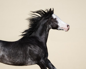 Portrait of a black Arabian horse with a long mane in motion on light background isolated