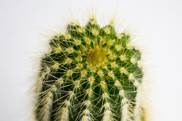  Cactus with spiny needles. Many spines.
