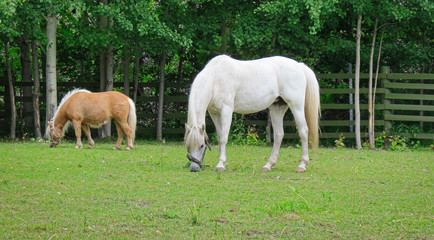 horses grazing in a meadow