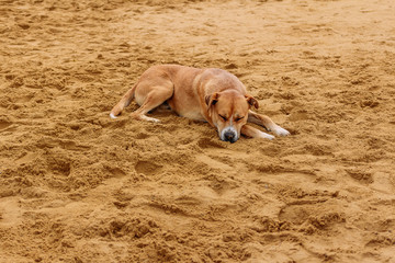 Red beautiful dog sleeps on yellow sand