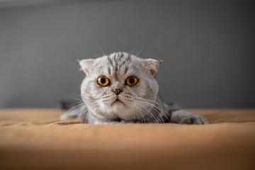 So cute of scottish fold cat.