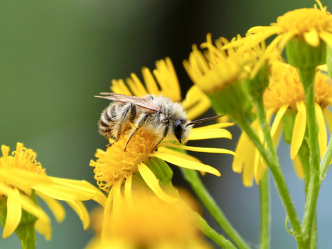 Buckel-Seidenbiene , Colletes daviesanus, schl&auml;ft auf Jakobs-Kreuz-Kraut